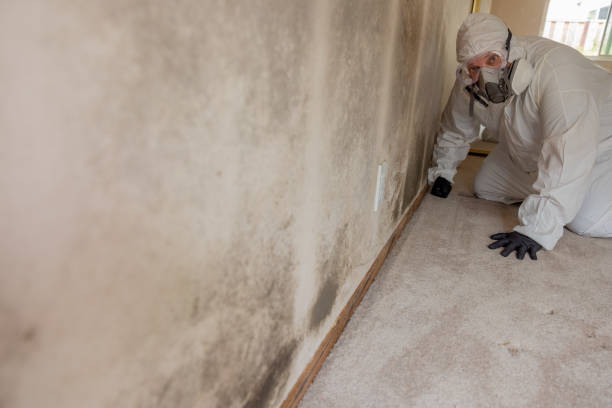 Best Mold-Related Health Consultation  in Amargosa Valley, NV